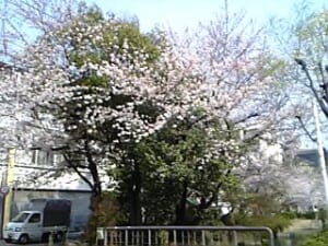 西川の桜